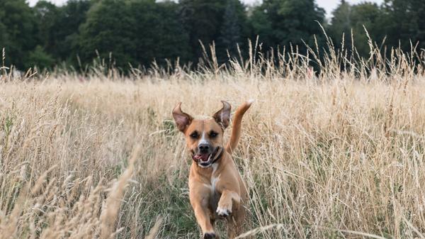 Wälder und Wiesen: Was Hundehalter beachten müssen