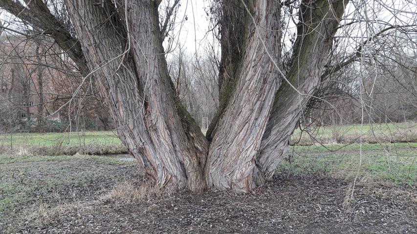 Ein gewaltiger Baum im Pegnitzgrund - wie alt er wohl ist.