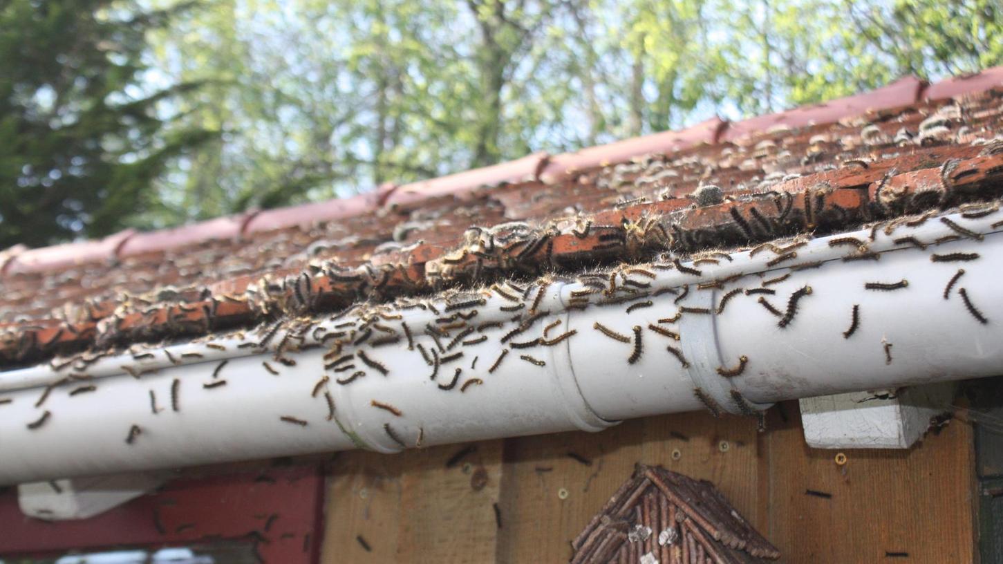 Insektizideinsatz gegen Schwammspinner am Nagelberg