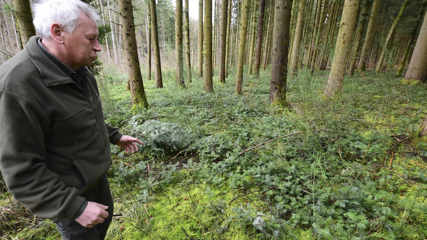 Mit Hilfe aus dem Ausland kämpft Forchheim um das Überleben des Waldes