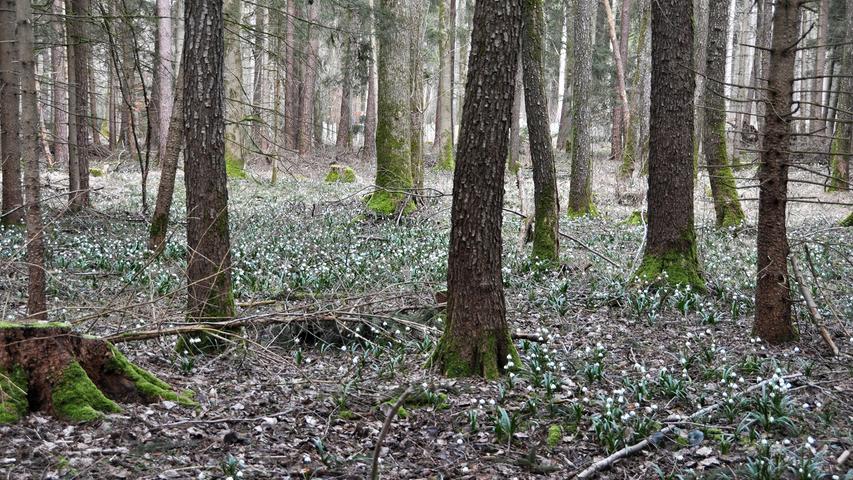 Die Bäume stecken noch im Winter, doch die Märzenbecher sind im Wald bei Rednitzhembach nicht mehr zu bremsen.