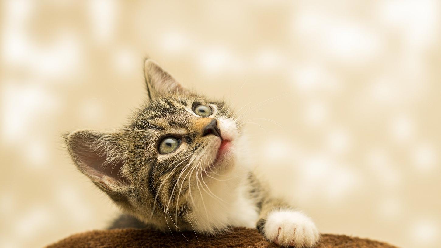 Fränkische Tierheime: Diese Schützlinge suchen ein neues Zuhause