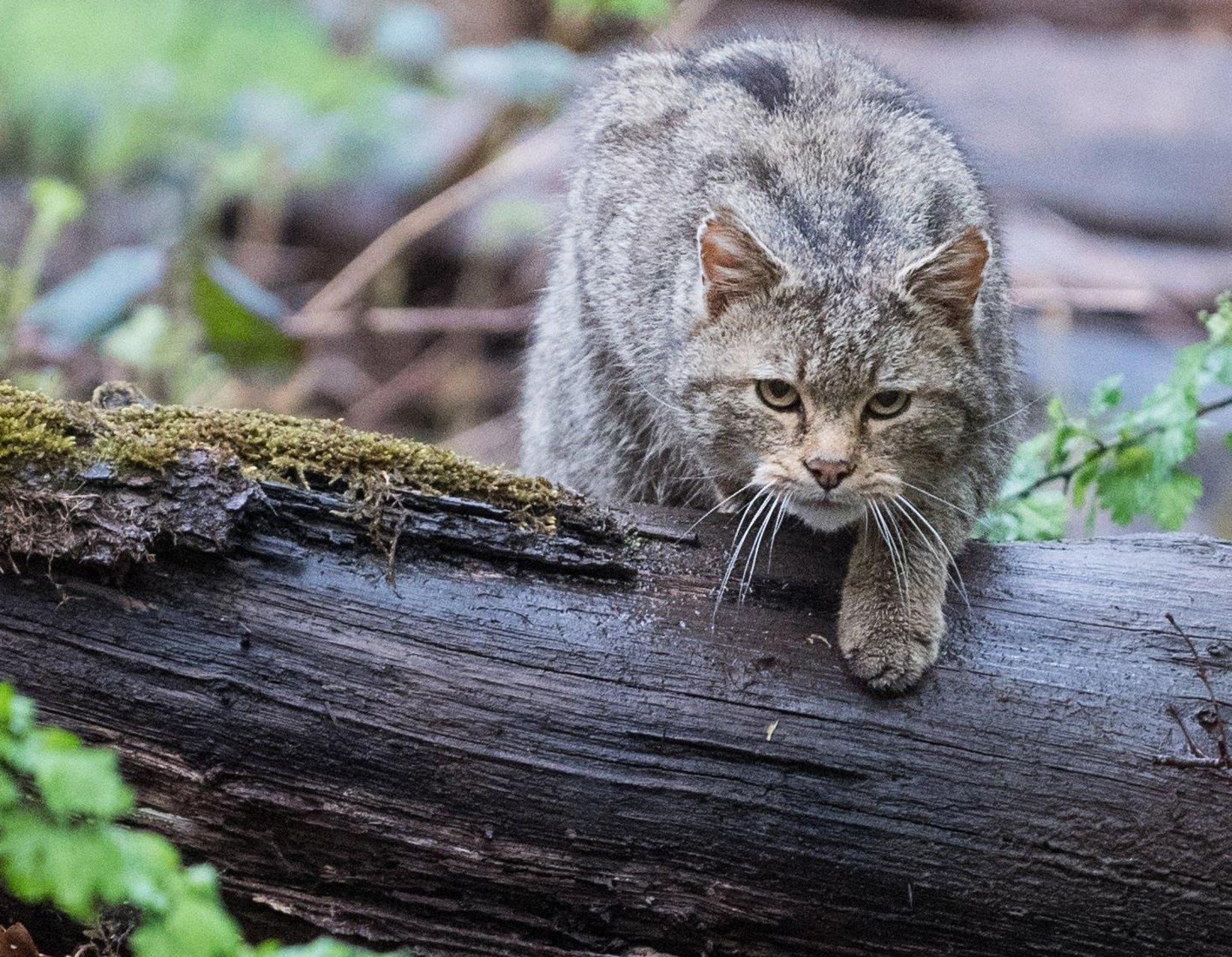 Sie Sind Zuruck 600 Wildkatzen Streifen Durch Bayern Nurnberg Nordbayern De