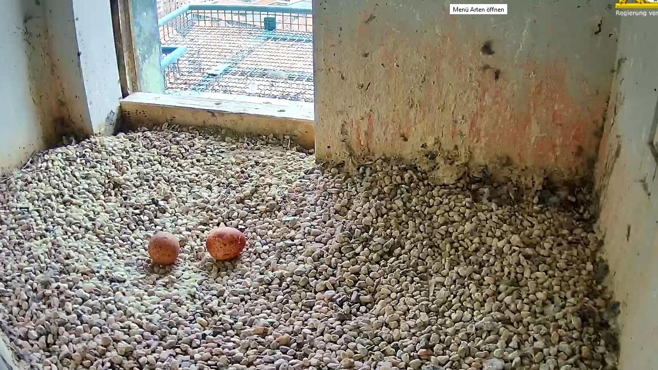 Noch ein Ei: Wanderfalken auf der Kaiserburg sind fleißig
