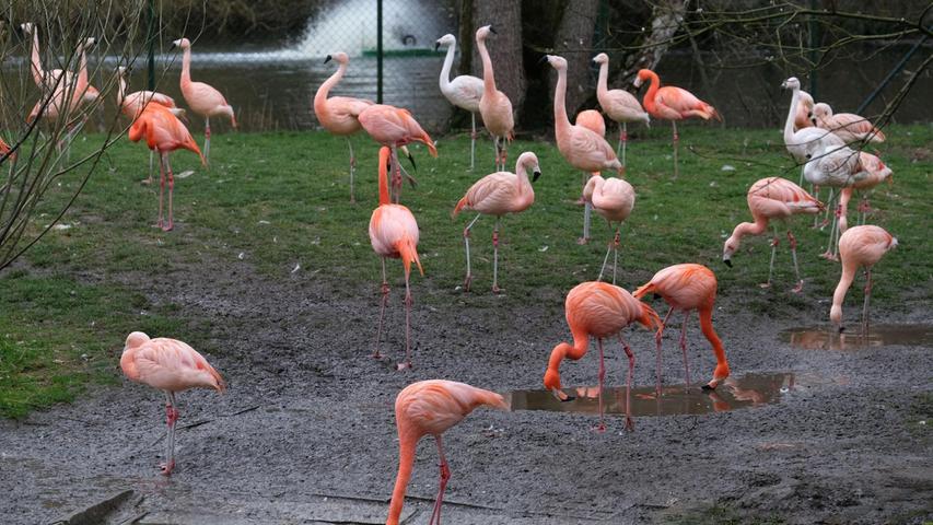 Bei den Flamingos findet sich ein Vertreter aus Chile und einer aus Kuba, die mit ihren 55 Jahren ebenfalls zu den ältesten Tieren des Tiergartens gehören. Auf dem Bild muss man sie allerdings selbst finden, denn eine genaue Identifikation wäre mit viel Stress für die Tiere verbunden gewesen.