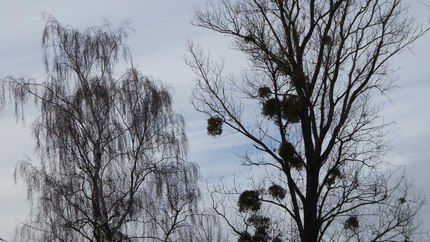 Grüne Büschel: Üppiger Mistelbewuchs auf einem Baum nahe dem Walberla.