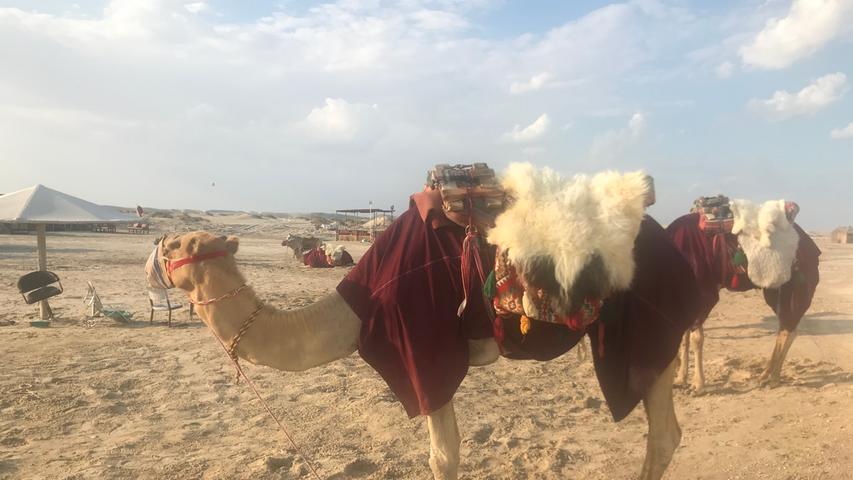 Wer Doha hinter sich lässt, trifft natürlich auch Kamele. Stoisch tragen sie ihre Reiter durch die Wüste.