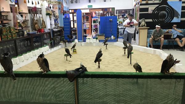 Tiere spielen eine zentrale Rolle in der Freizeit. Wer es sich leisten kann in Katar, und von den Einheimischen können sich das viele leisten, gibt viele Tausende Euro für Jagdfalken aus.