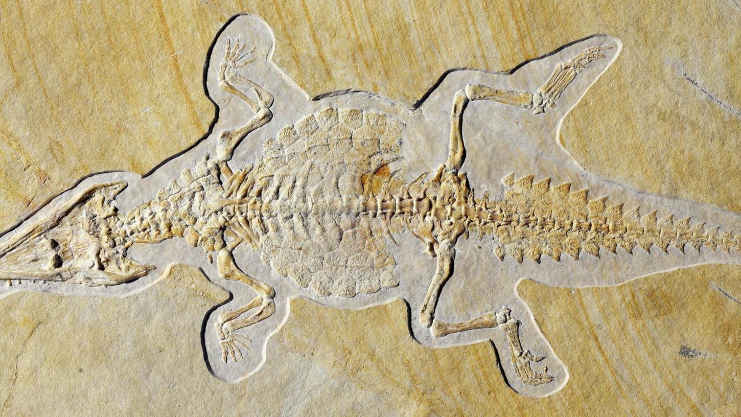 Solnhofen und das älteste Krokodilbaby der Welt