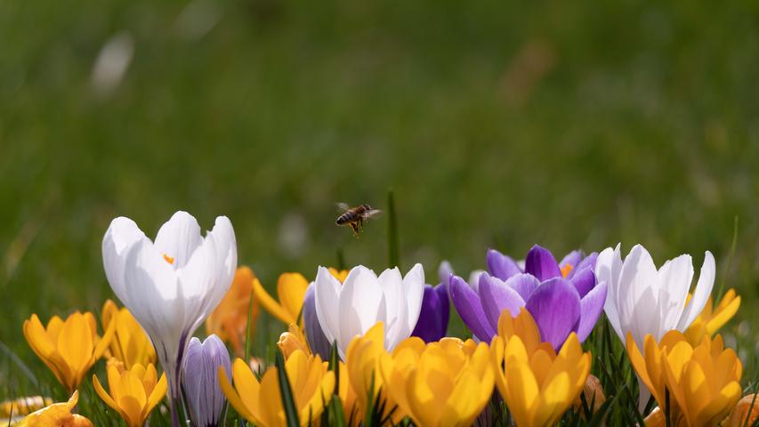 Krokusse und Bienen werden sich über das bevorstehende sonnige Wetter freuen.