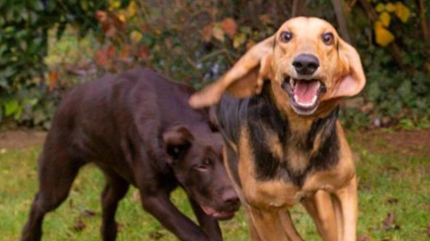 Online-Petition: Forchheimerin sammelt Unterschriften für umzäunten Hunde-Freilauf