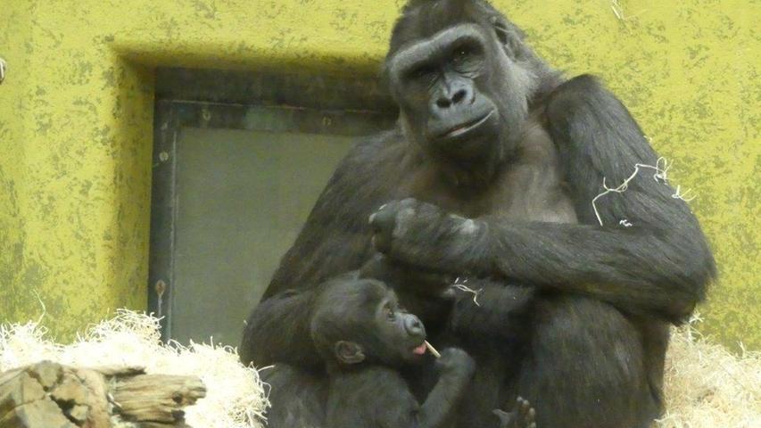 Gorilla-Mama Habibu mit Sohn Kato im Nürnberger Tiergarten.