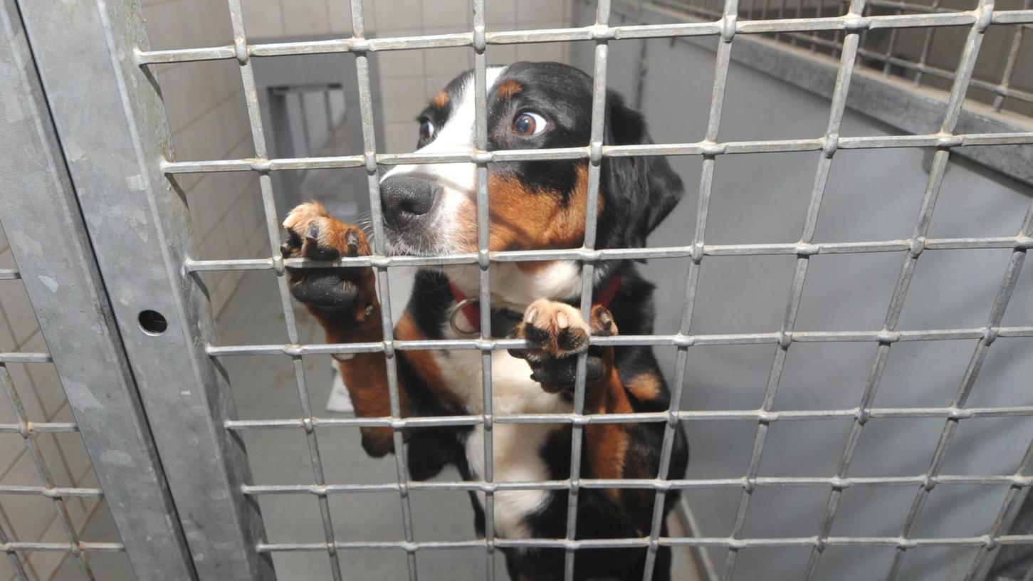 Hunde suchen im Tierheim Forchheim nicht nur ein neues Zuhause, sondern auch Tierfreunde, die regelmäßig mit ihnen eine Gassi-Runde drehen. 