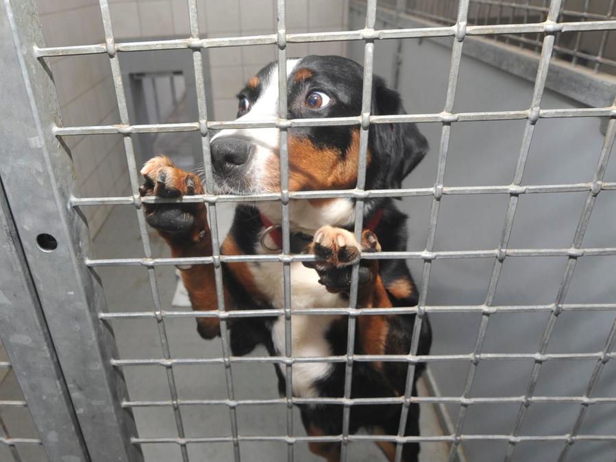 tierheim forchheim haustier vermittlung zu corona stark nachgefragt forchheim nordbayern de