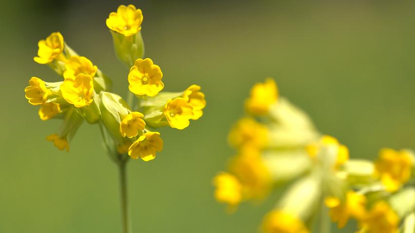 Der Name der Echten Schlüsselblume (Primula veris) geht auf die mittelalterliche Bezeichnung zurück und bedeutet "erste Blume des Frühlings". Sie ist laut Bundesartenschutzverordnung geschützt. Die Inhaltsstoffe wirken schleimlösend.