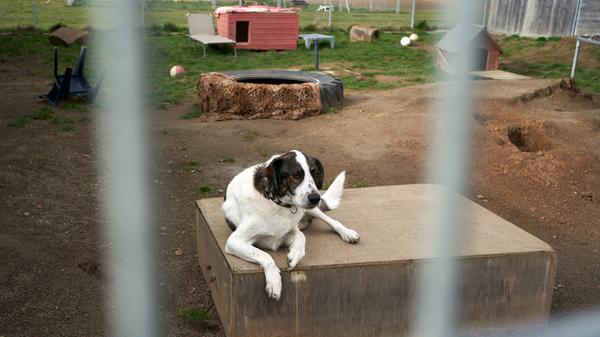 Hunde im Tierheim