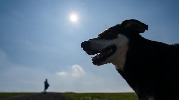 Uns Menschen fällt zuhause schnell die Decke auf den Kopf, bei Bello und Co. drückt die Blase. Hunde müssen nach draußen und Gassi gehen ist während der Ausgangsbeschränkung natürlich weiterhin erlaubt. Auch Besuche beim Tierarzt und Einkäufe im Tierversorgungsmarkt gehören zur "Versorgung des täglichen Bedarfs" und sind damit möglich - das gilt übrigens für alle Haustiere.