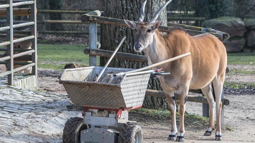 Die Elenantilope im Tiergarten sieht aus, als überlege sie bei der Gehegepflege mitzuhelfen. Die normalerweise in Afrika lebende Antilopenart wird auf der Roten Liste der gefährdeten Arten geführt.