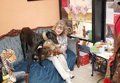 Gebrauchtes Fur Geschundene Windhunde Nurnberg Nordbayern