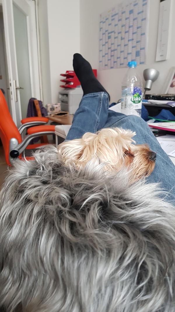 Was wäre ein Arbeitstag ohne die wohlverdiente Pause? Und wenn man sich schonmal zurücklehnt, dann aber auch richtig mit flauschiger Begleitung.
