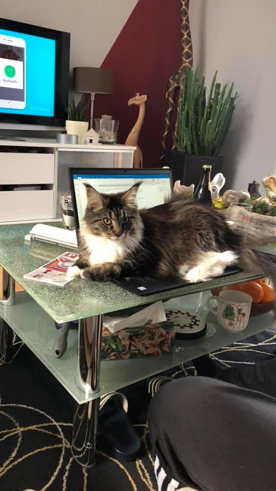 Die Katze saß auf meinem Laptop, der Hund hat den Arbeitsplan gefressen und der Hamster das Ladekabel zerkaut. Ganz schön praktisch, wenn man seinem flauschigen Begleiter die Schuld in die Schuhe schieben kann.