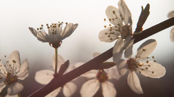 Auch wenn die Entwicklungen der Corona-Krise uns gerade Sorgen bereiten: Die Natur zeigt uns, dass draußen derzeit alles seinen gewohnten jahreszeitlichen Gang geht. Die Flora erwacht und erblüht. Am Tag des diesjährigen Frühlingsanfangs, 20. März, war NN-Leser Winfried Lösel am Nachmittag mit seiner Kamera in den Fluren von Kunreuth unterwegs und hat das zarte Frühlingserwachen wunderbar eingefangen.