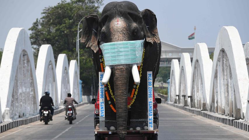 Die Nachbildung eines Elefanten mit einer Mundschutzmaske soll in der ostinidischen Stadt Chennai auf das neuartige Coronavirus aufmerksam machen. Dort gab es eine eintägige Ausgangssperre zum Schutz der Bevölkerung.