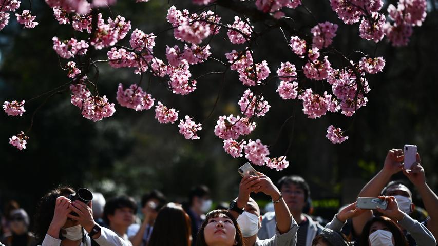 In Japan hat die Zeit der Kirschblüte begonnen - ein Ereignis, das jedes Jahr zahlreiche Schaulustige anzieht. Die Kirschblüte steht in der japanischen Kultur unter anderem für Aufbruch und Schönheit, eine Botschaft, die in diesen Zeiten gerade recht kommt.