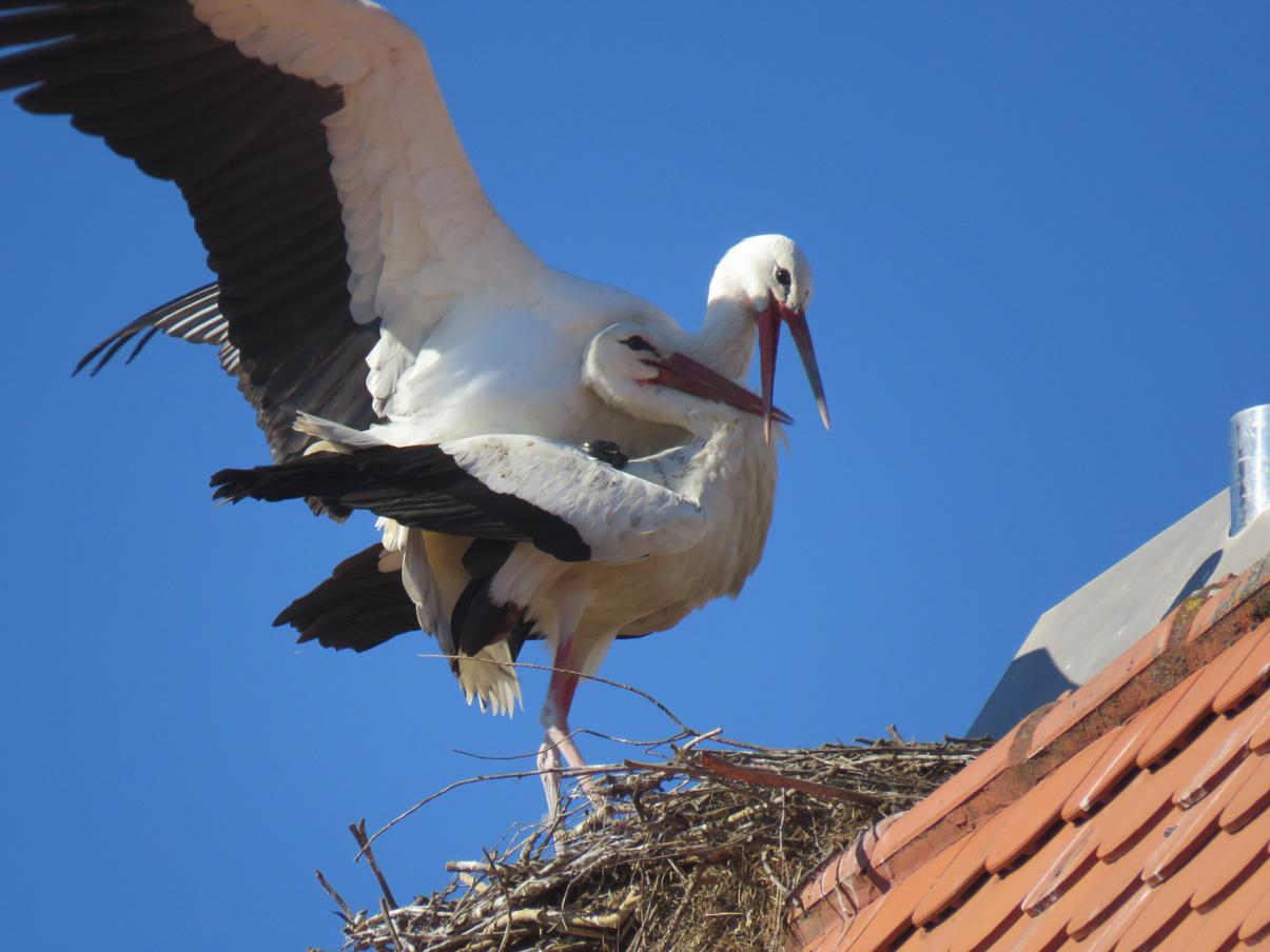 Und die Störche kümmert das alles gar nicht.