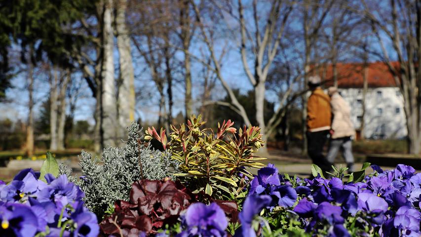 Knospen und bunte Blüten: Erste Frühlingsboten in Forchheim
