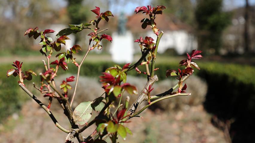 Knospen und bunte Blüten: Erste Frühlingsboten in Forchheim