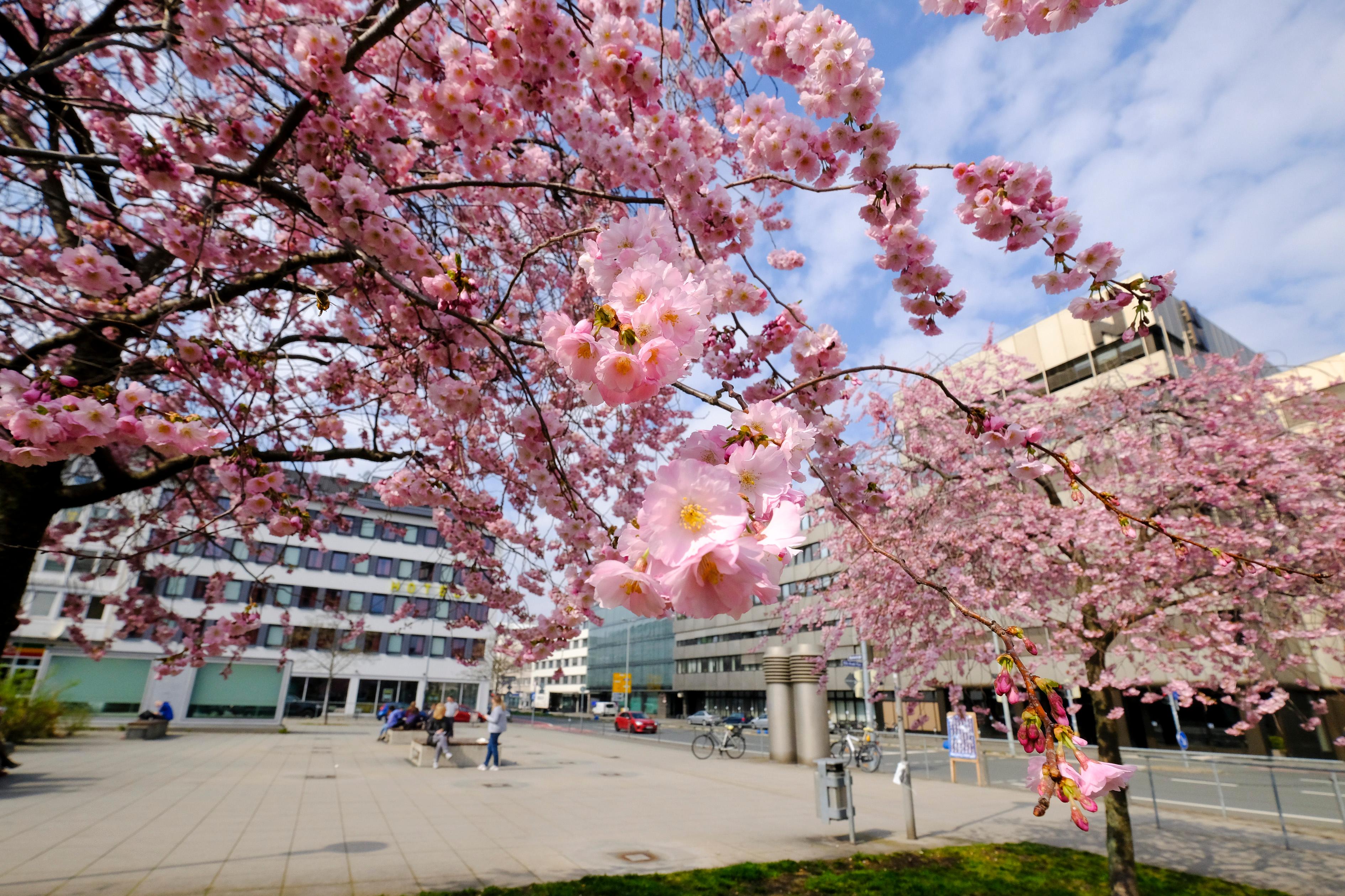 Schrebergarten Zufluchtsort Fur Pachter Zu Zeiten Von Corona Nurnberg Nordbayern De