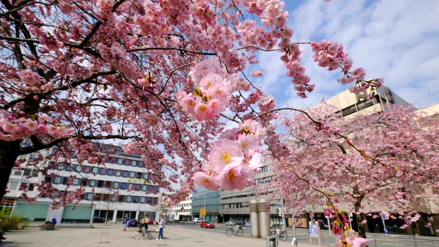 Traumhafte Frühlingsbilder: So schön blüht Nürnberg