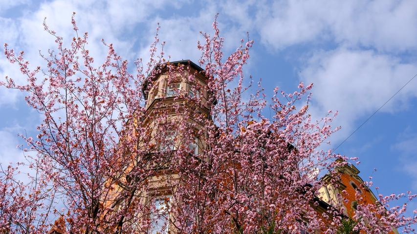 Traumhafte Frühlingsbilder: So schön blüht Nürnberg