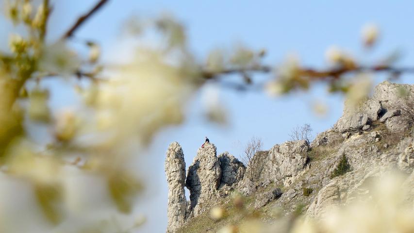 Alle zieht es in die warmen Sonnenstrahlen: Die ersten Kirschblüten am Walberla - und auch den Kletterer auf dem Felsen.