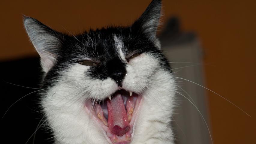 Kein Katzenjammer: Dieser Stubentiger singt die "Ode an die Freude" mit.