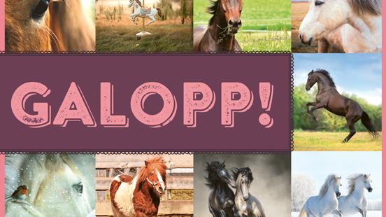 Donnernde Hufe, flatternde Mähnen, wilder Galopp – kaum jemand kann sich der Faszination Pferd entziehen. Die außergewöhnlichen Bildmotive dieses Memo-Spiels lassen das Herz eines jeden Pferde-Fans höherschlagen. Und nicht zuletzt werden beim Spielen Merk- und Konzentrationsfähigkeit trainiert! Hier geht es zum Produkt.