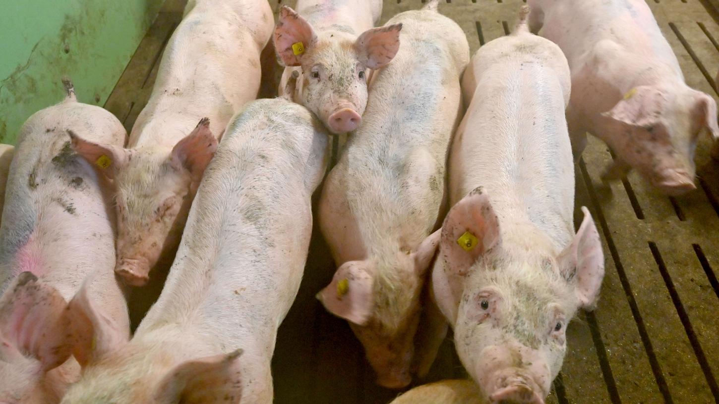 Polen lässt wegen Ausbruch von Schweinepest fast 24.000 Hausschweine töten.