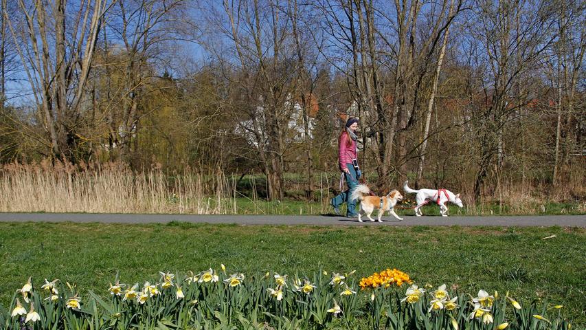 Der Frühling trotzt Corona: Es blüht in Heroldsberg