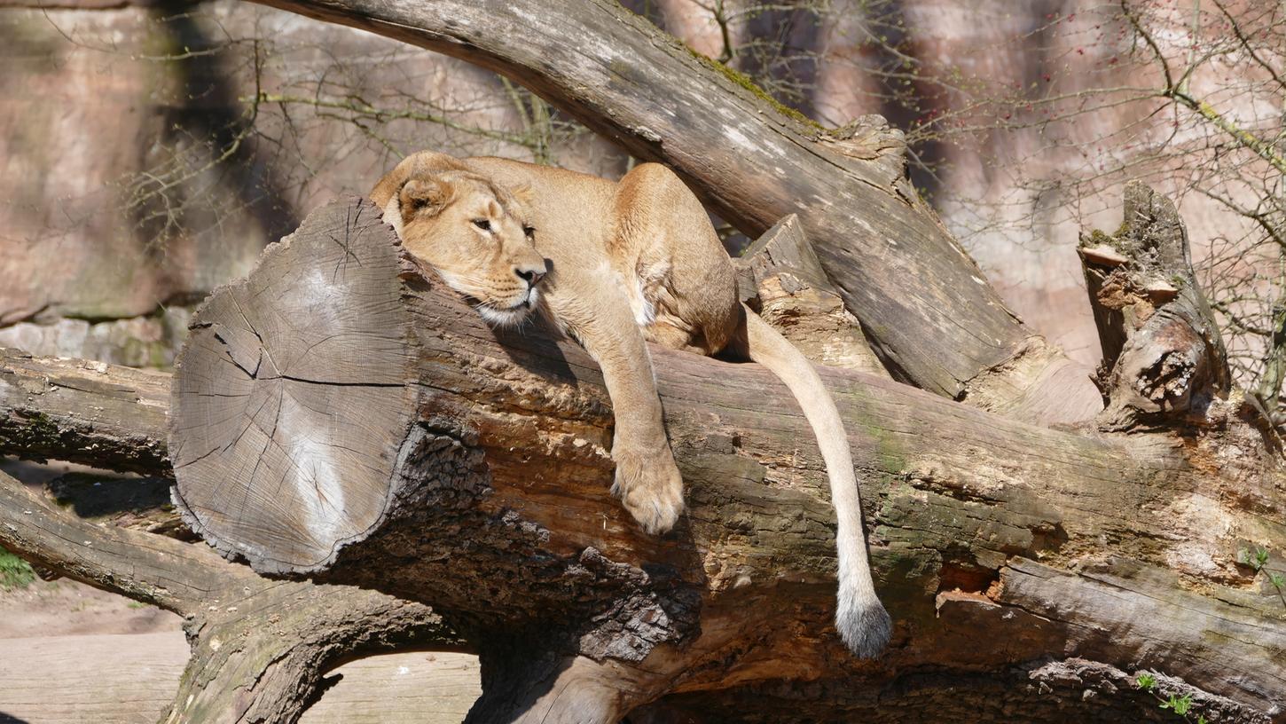 Die Löwin im Tiergarten genießt die Sonne - und bald schon können Besucher wieder den Anblick der Tiere genießen.