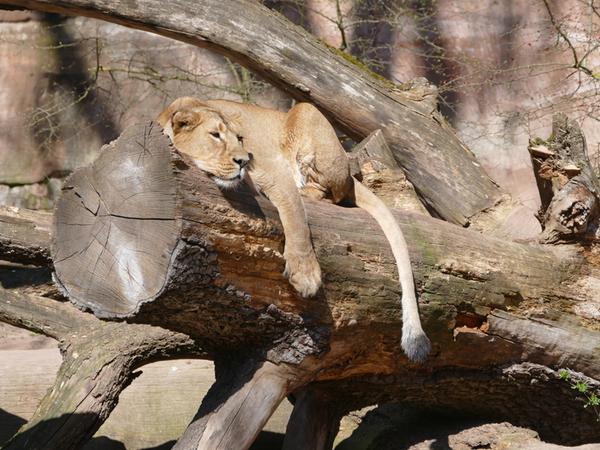 Keine Besucher wegen Corona: So geht es Nürnbergs Zootieren