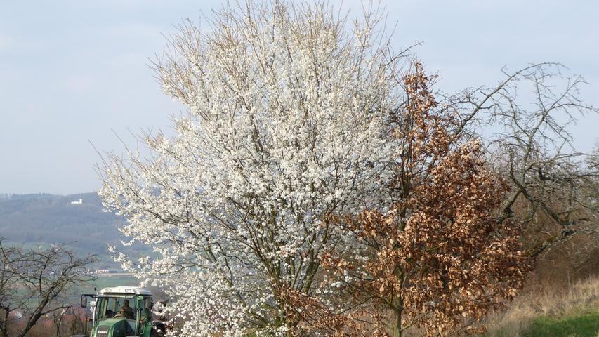 Drei Jahreszeiten auf einem Foto: Links ein Baum in seinem Frühlingskleid. In der Mitte ein Baum, der seine herbstlichen Blätter bald verliert. Rechts ein winterlicher Baum, der alle Blätter bereits verloren hat.