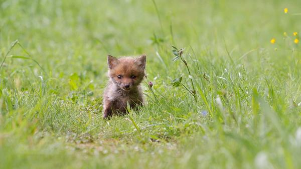 Mit einer kuriosen Verwechslung begann die Odysee für vier Fuchswelpen. In der Nähe von Ansbach hatte ein Mann in einem Waldstück vermeintlich ausgesetzte Hundewelpen gefunden, dabei waren die Fuchsbabys genau richtig in ihrem Territorium.