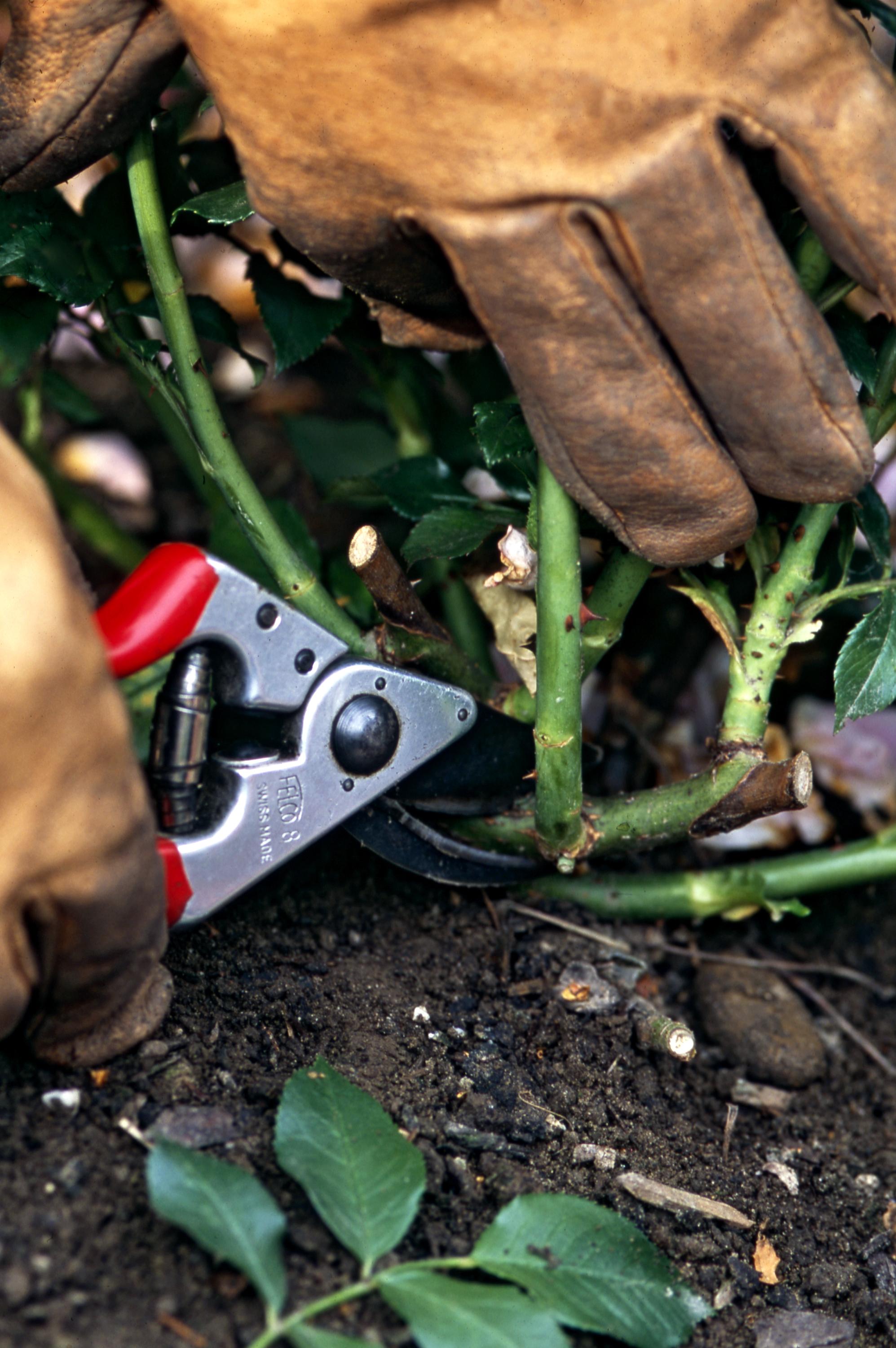 Gartentipps für den April Diese Aufgaben sollten Sie jetzt erledigen