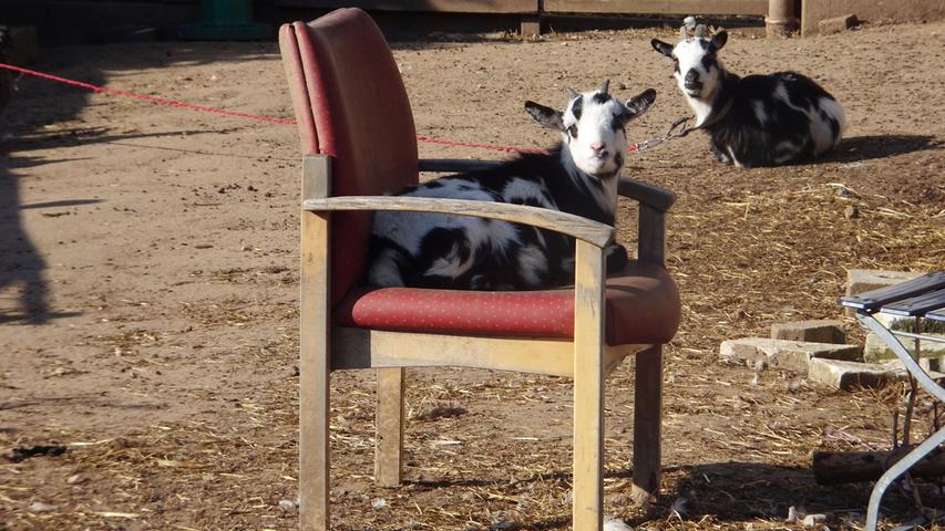 So lässt es sich leben: Ziegen auf einem Bauernhof in Fürth.