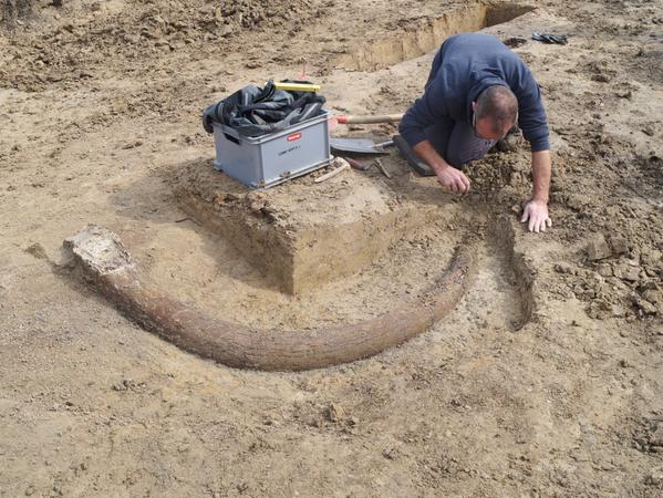 Das Archäologen ein so gut erhaltenes Stück finden wie den Mammutzahn, ist selten.