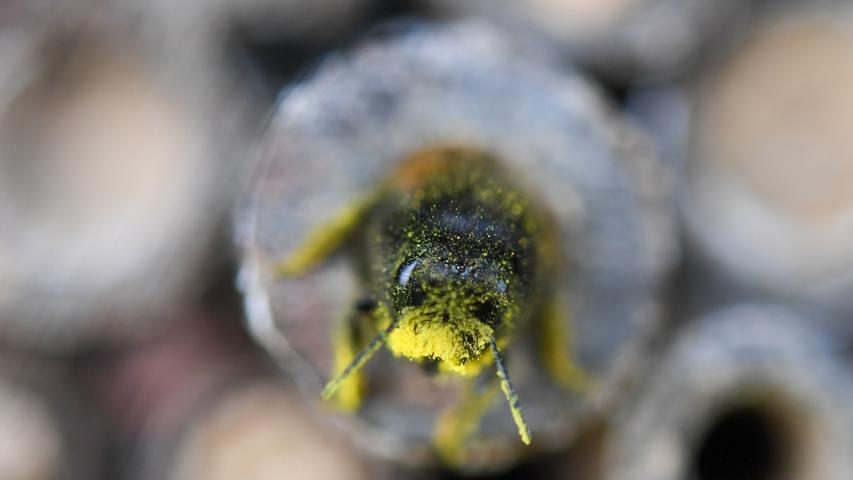 Wo die Wildbienen gut unterschlüpfen können