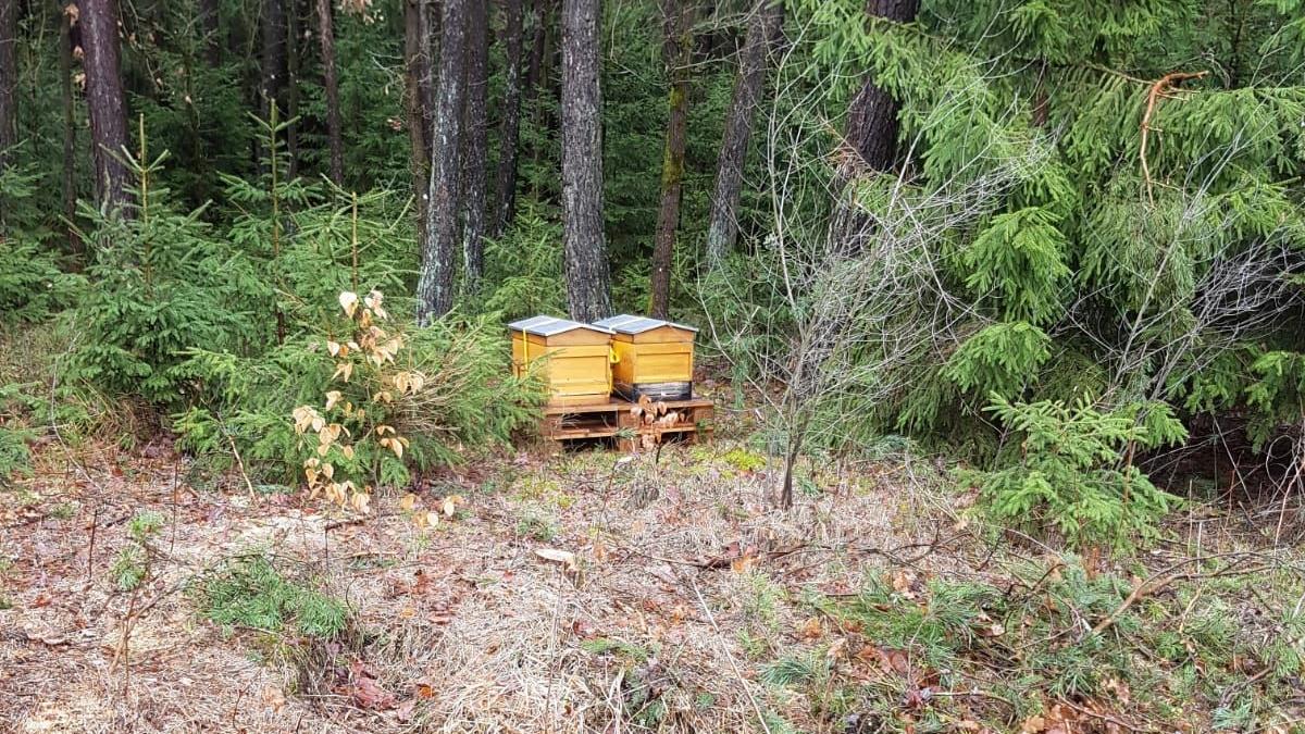 Kemnath: Fünf Bienenvölker gestohlen