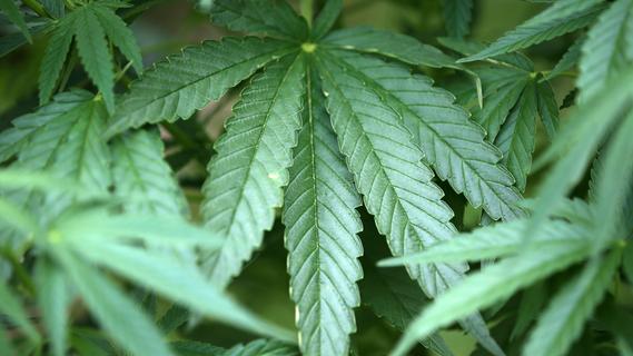 Sondierungsgespräche laufen - Polizeigewerkschaften warnen vor Cannabis-Legalisierung