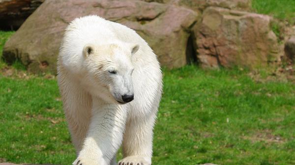 Neben der Jagd auf Eisbären gelten in jüngerer Zeit zwei weitere Faktoren für die Bedrohung maßgeblich: Zum einen wird durch die verstärkte Förderung von Erdöl und Erdgas in den arktischen Regionen ihr Lebensraum eingeschränkt. Zum anderen wird befürchtet, dass die Lebensräume der Eisbären durch die globale Erwärmung generell drastisch zurückgehen würden. Es wird prognostiziert, dass die Eisbären bis Mitte des 21. Jahrhunderts ausgestorben sein werden. Im Tiergarten Nürnberg sorgte zuletzt 2007 die Geburt von Eisbärin Flocke für Aufregung.